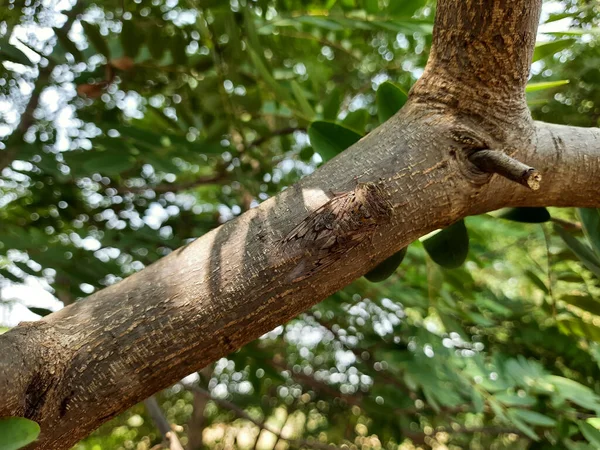 Brown Bagworm Moth Barely Visible Tree Branch — Φωτογραφία Αρχείου