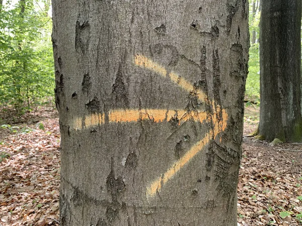 Крупный План Стрелки Нарисованной Дереве Указывающей Направление Вправо — стоковое фото