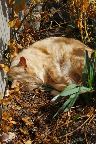 Μια Κοκκινομάλλα Χνουδωτή Γάτα Κοιμάται Ήσυχα Στην Αυλή — Φωτογραφία Αρχείου