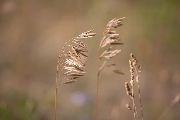 Güneş Işığı Altında Seçici Bir Çavdar Odağı — Stok fotoğraf