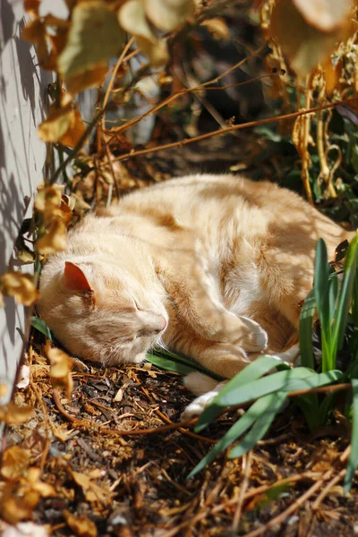 Rudy Puszysty Kot Spokojnie Śpi Podwórku — Zdjęcie stockowe