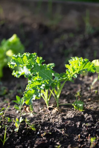 Een Verticaal Schot Van Groene Planten Groeien Grond — Stockfoto