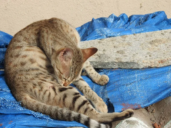 Полосатая Кошка Лежит Облизывает Себя Ткани — стоковое фото