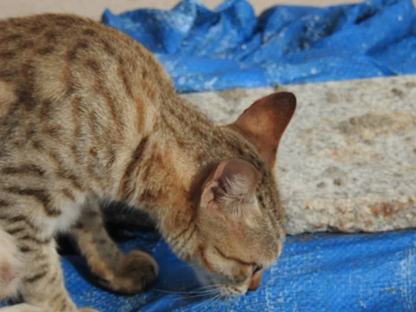 Смугастий Кіт Тканині — стокове фото