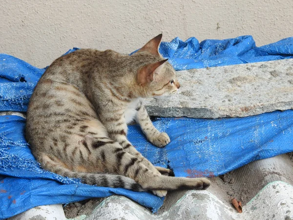 Gato Listrado Deitado Pano — Fotografia de Stock