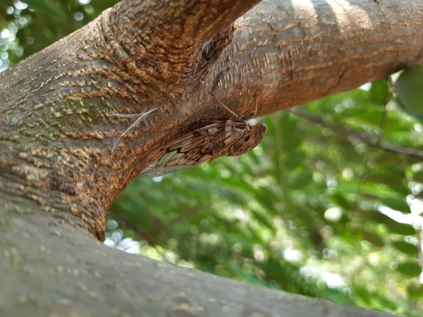 Uma Mariposa Bagworm Marrom Mal Visível Galho Árvore — Fotografia de Stock