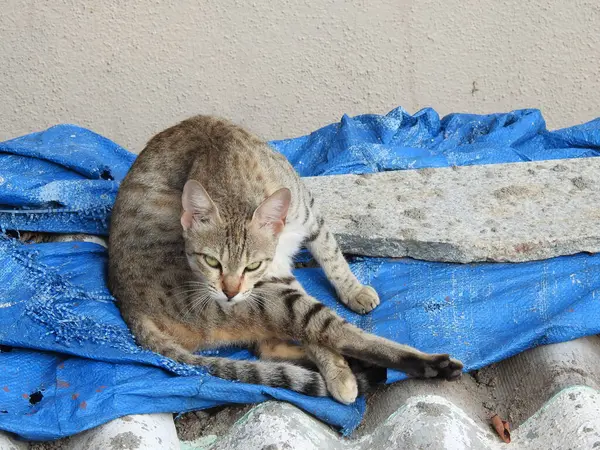 布の上に横たわる縞模様の猫 — ストック写真