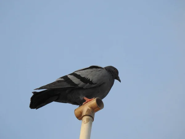Açık Gökyüzüne Karşı Tahta Bir Direğe Tünemiş Siyah Bir Güvercin — Stok fotoğraf