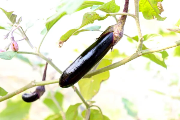 Eine Nahaufnahme Von Schmackhaftem Und Gesundem Brinjal Auf Einem Baum — Stockfoto