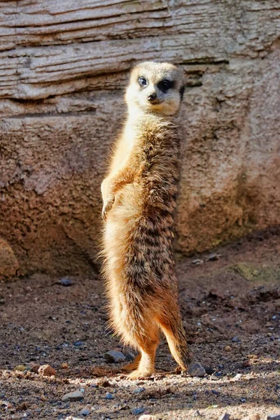 Vertical Shot Adorable Suricate Standing Its Hind Legs Rock — Stock Photo, Image