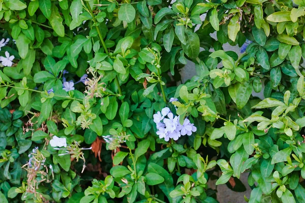 Closeup Shot Blooming Periwinkle Plant Blue Flowers Growing Garden — Φωτογραφία Αρχείου