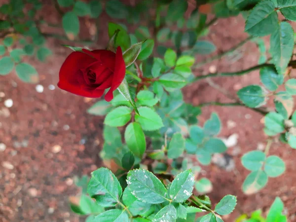 Egy Vörös Rózsa Bokorban Zöld Levelekkel Háttérben — Stock Fotó
