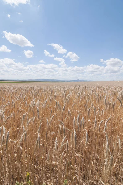 Bulutlu Bir Gökyüzünün Altında Dikey Buğday Tarlası Görüntüsü — Stok fotoğraf