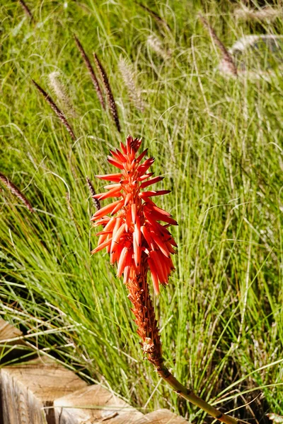 Vertikální Záběr Oranžové Květy Aloe Vera Rostoucí Zahradě — Stock fotografie