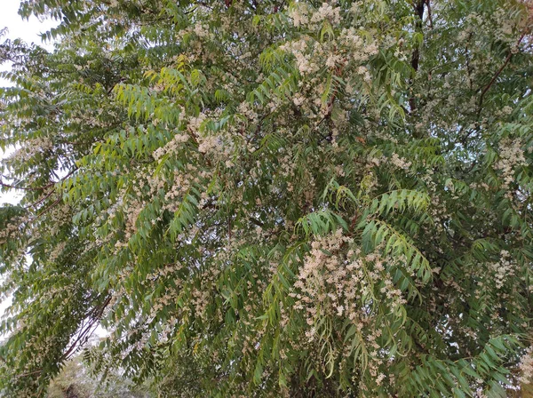 Foliage Flowers False Acacia Tree — Stock Photo, Image