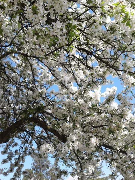 Tiro Baixo Ângulo Árvores Brancas Flor Cereja Céu Azul — Fotografia de Stock