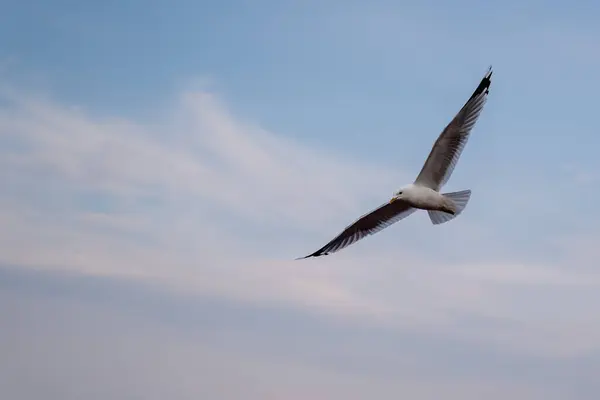 Beautiful Seabird Gull Black Markings Wings Flying Sky — Φωτογραφία Αρχείου