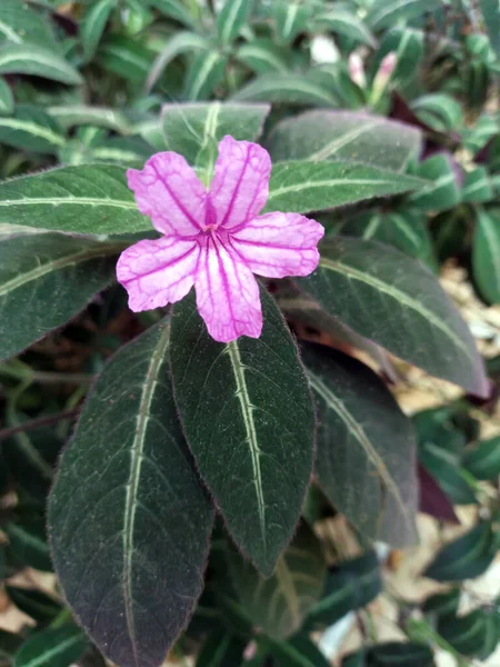 Closeup Shot Beautiful Purple Tibouchina Flower — Stock Photo, Image