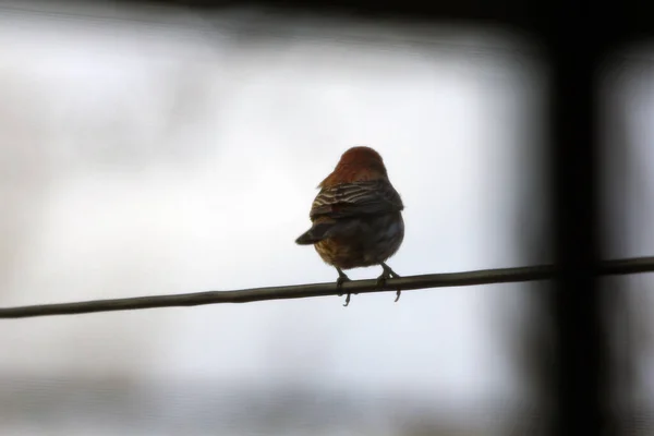 Cute Small Bird Perched Twig Blurry Background — Stock Photo, Image