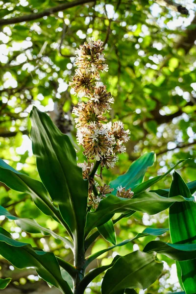 Vertikální Záběr Kvetoucí Vonné Rostliny Dracaena Rostoucí Zahradě — Stock fotografie