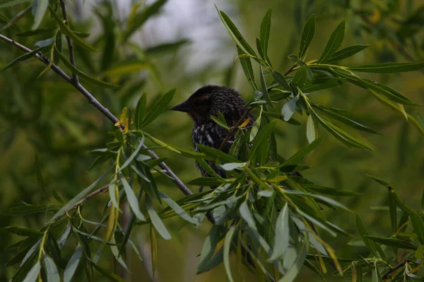 Een Prachtige Gemeenschappelijke Spreeuw Rustend Achter Groene Bladeren Van Een — Stockfoto