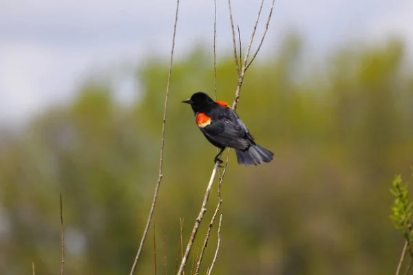 Eine Wunderschöne Amsel Mit Rotem Flügel Thront Auf Einem Zweig — Stockfoto