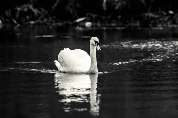 Grayscale Shot Swan Pond Blurry Background — Φωτογραφία Αρχείου