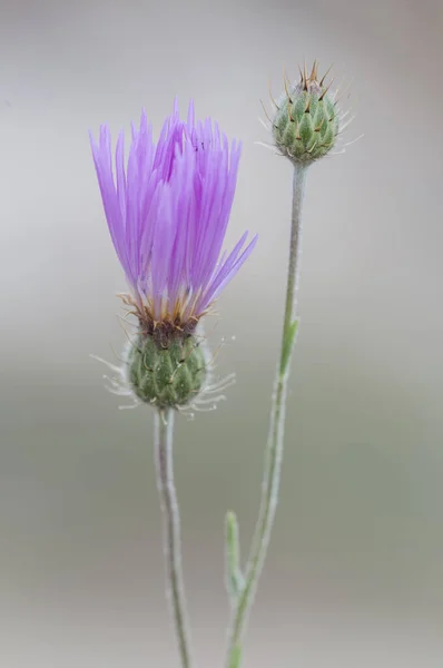 Close Uma Flor Cardo Aproximação Com Fundo Borrado — Fotografia de Stock