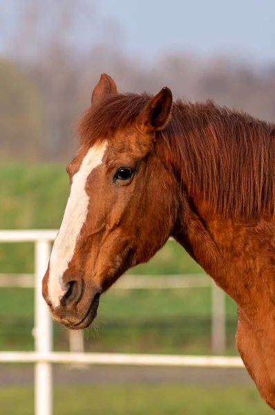 Plan Vertical Cheval Brun Dans Ranch Entouré Clôtures Sous Lumière — Photo