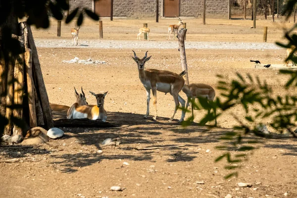 在阳光灿烂的日子里 在动物园里拍摄了许多鹿的特写镜头 — 图库照片