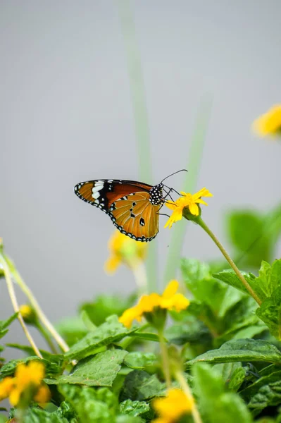 Sarı Bir Çiçekte Güzel Bir Kral Kelebeği — Stok fotoğraf
