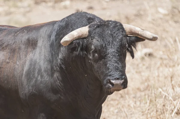 Primer Plano Toro Negro Campo Andalucía España —  Fotos de Stock