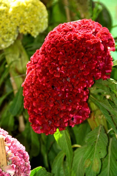 Gros Plan Fleur Coq Rouge Encombrante Dans Jardin — Photo