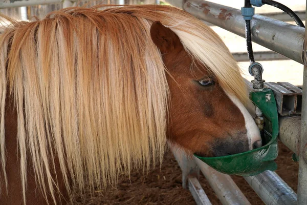 Vattendryckeshäst Gård Med Blont Långt Hår Gård — Stockfoto