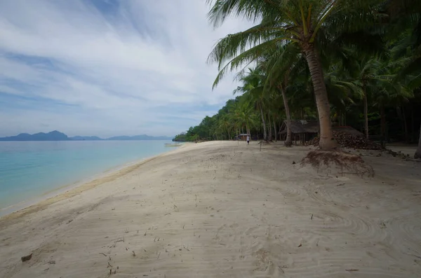 Zbliżenie Ujęcia Palm Piaszczystego Morza — Zdjęcie stockowe