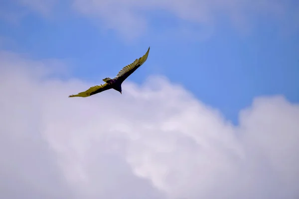 Ein Tiefflug Eines Vogels Der Einem Bewölkten Himmel Fliegt — Stockfoto