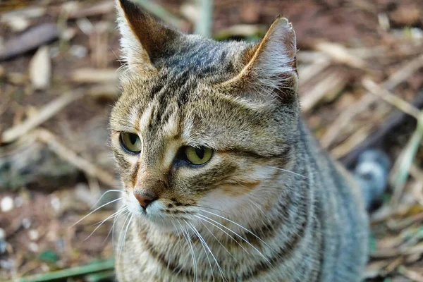 地面に座って悲しい目を持つ愛らしい縞模様の猫の肖像画 — ストック写真