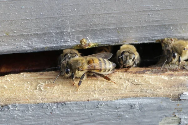 Primer Plano Una Colmena Madera Plateada Con Abejas Trabajadoras Para —  Fotos de Stock