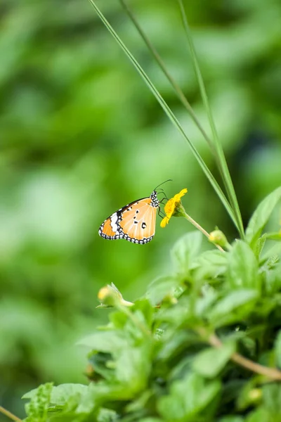 Egy Gyönyörű Uralkodó Pillangó Egy Sárga Virágon — Stock Fotó