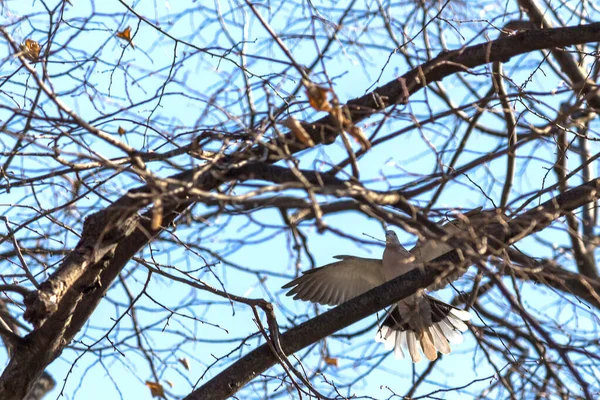 Niski Kąt Ujęcia Gołębia Szerokimi Skrzydłami Rozłożonymi Gałęzi Drzewa — Zdjęcie stockowe