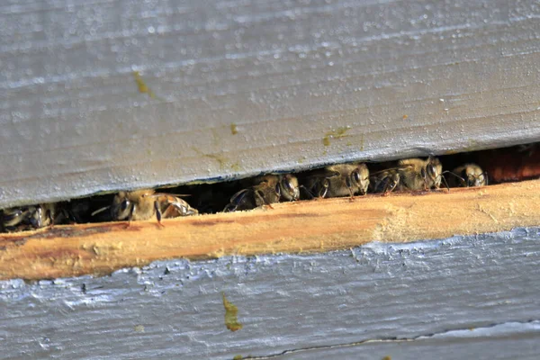Nahaufnahme Eines Silbernen Hölzernen Bienenstocks Mit Fleißigen Bienen Für Hintergründe — Stockfoto