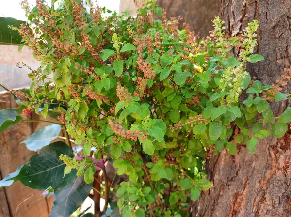 Subarbusto Ramificado Albahaca Sagrada —  Fotos de Stock