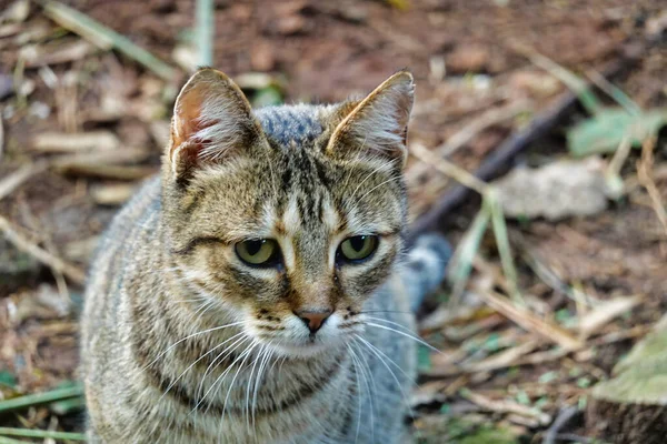 地面に座って悲しい目を持つ愛らしい縞模様の猫の肖像画 — ストック写真