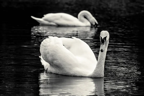 Uma Foto Tons Cinza Cisnes Brancos Nadando Lago — Fotografia de Stock