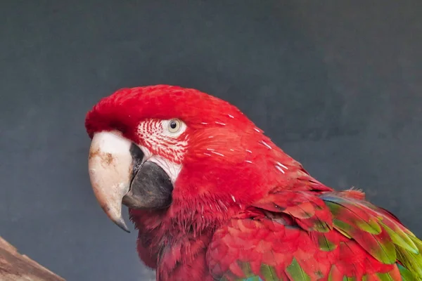 Closeup Shot Red Macaw Parrot — Φωτογραφία Αρχείου