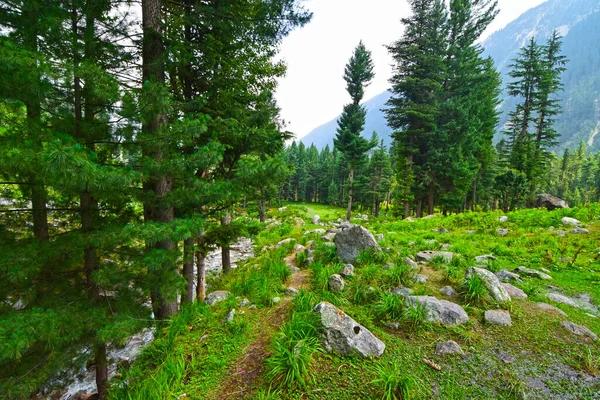 Una Splendida Vista Una Bellissima Foresta — Foto Stock