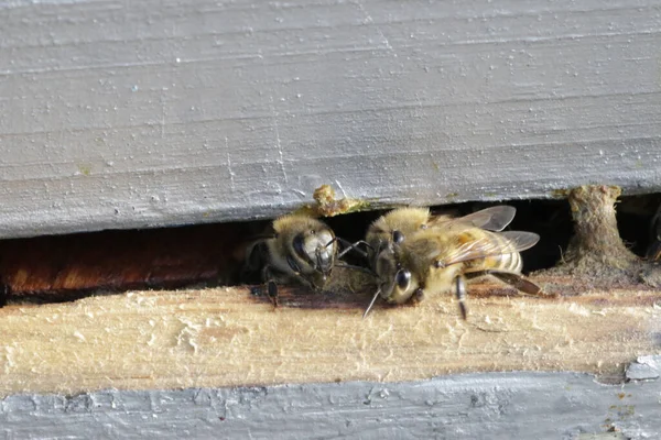 Nahaufnahme Eines Silbernen Hölzernen Bienenstocks Mit Fleißigen Bienen Für Hintergründe — Stockfoto