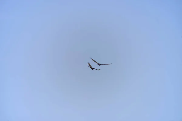 Tiro Ángulo Bajo Dos Pájaros Volando Cielo Azul — Foto de Stock