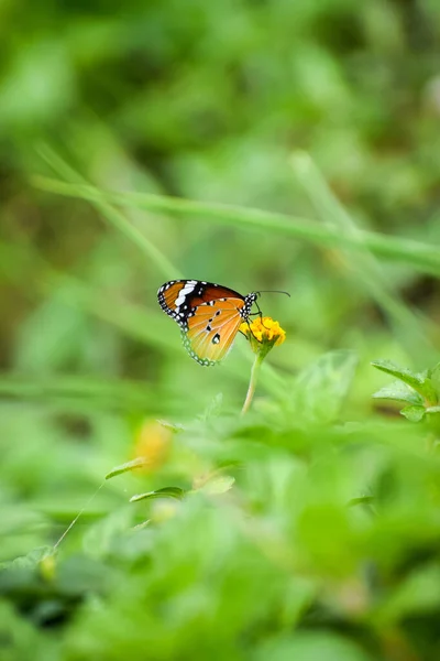 Beau Papillon Monarque Sur Une Fleur Jaune — Photo