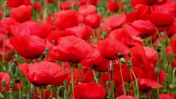 Красиві Квіти Полі Флора — стокове відео